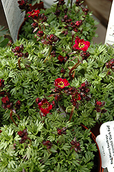 Dark Red Saxifrage (Saxifraga x arendsii 'Dark Red') at Green Haven Garden Centre