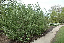 Marquette French Pussy Willow (Salix caprea) at Green Haven Garden Centre