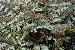 Red Beauty Painted Fern (Athyrium nipponicum 'Red Beauty') at Green Haven Garden Centre