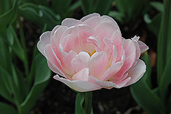 Angelique Tulip (Tulipa 'Angelique') at Green Haven Garden Centre