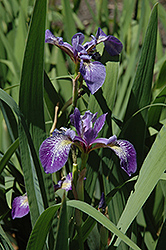 Siberian Iris (Iris sibirica) at Green Haven Garden Centre