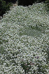 Snow-In-Summer (Cerastium tomentosum) at Green Haven Garden Centre