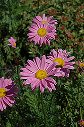 Robinson's Pink Painted Daisy (Tanacetum coccineum 'Robinson's Pink') at Green Haven Garden Centre