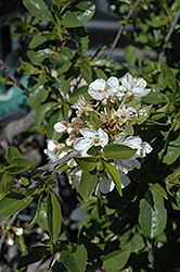 Romeo Cherry (Prunus 'Romeo') at Green Haven Garden Centre