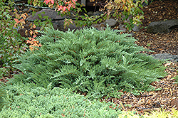 Moor-Dense Juniper (Juniperus sabina 'Monard') at Green Haven Garden Centre