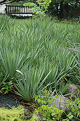 Adam's Needle (Yucca filamentosa) at Green Haven Garden Centre