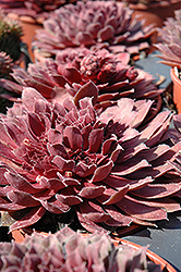 Royal Ruby Hens And Chicks (Sempervivum 'Royal Ruby') at Green Haven Garden Centre