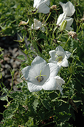 White Uniform Bellflower (Campanula carpatica 'White Uniform') at Green Haven Garden Centre