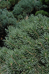 French Blue Scotch Pine (Pinus sylvestris 'French Blue') at Green Haven Garden Centre