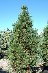 Columnar Mugo Pine (Pinus mugo 'Columnaris') at Green Haven Garden Centre