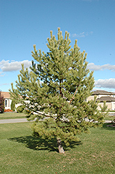 French Blue Scotch Pine (Pinus sylvestris 'French Blue') at Green Haven Garden Centre