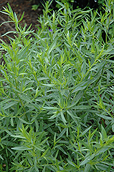 French Tarragon (Artemisia dracunculus 'Sativa') at Green Haven Garden Centre