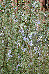 Arp Rosemary (Rosmarinus officinalis 'Arp') at Green Haven Garden Centre