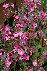 Rolly's Favorite Campion (Silene 'Rolly's Favorite') at Green Haven Garden Centre