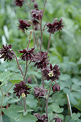 Black Barlow Columbine (Aquilegia vulgaris 'Black Barlow') at Green Haven Garden Centre