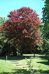 Red-Leaf Japanese Maple (Acer palmatum 'Atropurpureum') at Green Haven Garden Centre