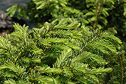 Emerald Spreader Yew (Taxus cuspidata 'Emerald Spreader') at Green Haven Garden Centre