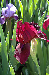 Cherry Garden Iris (Iris 'Cherry Garden') at Green Haven Garden Centre