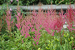 Visions in Pink Chinese Astilbe (Astilbe chinensis 'Visions in Pink') at Green Haven Garden Centre