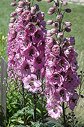 Dusky Maidens Larkspur (Delphinium 'Dusky Maidens') at Green Haven Garden Centre