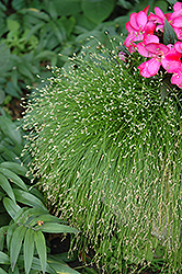 Fiber Optic Grass (Isolepis cernua) at Green Haven Garden Centre
