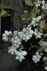 Snowberry (Symphoricarpos albus) at Green Haven Garden Centre