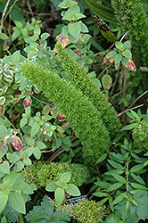 Asparagus Fern (Asparagus densiflorus) at Green Haven Garden Centre