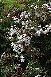 Climbing Jasmine (Jasminum polyanthum) at Green Haven Garden Centre