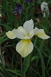 Butter And Sugar Siberian Iris (Iris sibirica 'Butter And Sugar') at Green Haven Garden Centre