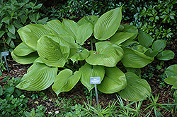 Sum and Substance Hosta (Hosta 'Sum and Substance') at Green Haven Garden Centre