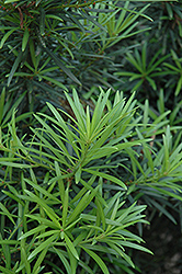 Buddhist Pine (Podocarpus macrophyllus) at Green Haven Garden Centre