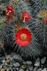 Mojave Mound Cactus (Echinocereus polyacanthus) at Green Haven Garden Centre