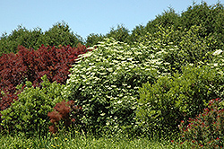 Korsor Elderberry (Sambucus nigra) at Green Haven Garden Centre