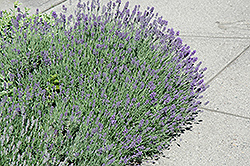 Munstead Lavender (Lavandula angustifolia 'Munstead') at Green Haven Garden Centre