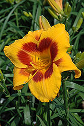 Fooled Me Daylily (Hemerocallis 'Fooled Me') at Green Haven Garden Centre
