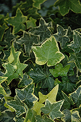 Gold Child Ivy (Hedera helix 'Gold Child') at Green Haven Garden Centre