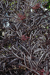 Black Lace Elder (Sambucus nigra 'Eva') at Green Haven Garden Centre