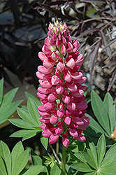 Gallery Red Lupine (Lupinus 'Gallery Red') at Green Haven Garden Centre