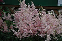 Younique Silvery Pink Astilbe (Astilbe 'Verssilverypink') at Green Haven Garden Centre