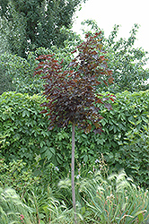 Prairie Splendor Norway Maple (Acer platanoides 'Prairie Splendor') at Green Haven Garden Centre