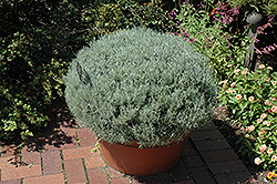 Curry Plant (Helichrysum italicum) at Green Haven Garden Centre