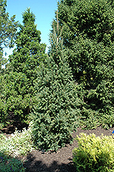 Columnar Norway Spruce (Picea abies 'Cupressina') at Green Haven Garden Centre