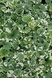 Variegated Ground Ivy (Glechoma hederacea 'Variegata') at Green Haven Garden Centre