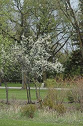 Toka Plum (Prunus 'Toka') at Green Haven Garden Centre