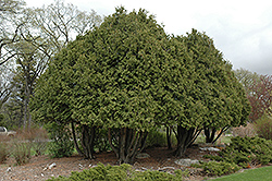 Wareana Siberian Cedar (Thuja occidentalis 'Wareana') at Green Haven Garden Centre