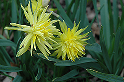 Rip Van Winkle Daffodil (Narcissus 'Rip Van Winkle') at Green Haven Garden Centre