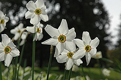 Pheasant's Eye Daffodil (Narcissus poeticus 'var. recurvus') at Green Haven Garden Centre