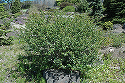 Dwarf Artic Birch (Betula nana) at Green Haven Garden Centre