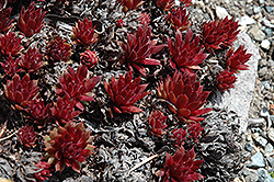 Royal Ruby Hens And Chicks (Sempervivum 'Royal Ruby') at Green Haven Garden Centre