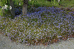Georgia Blue Speedwell (Veronica peduncularis 'Georgia Blue') at Green Haven Garden Centre